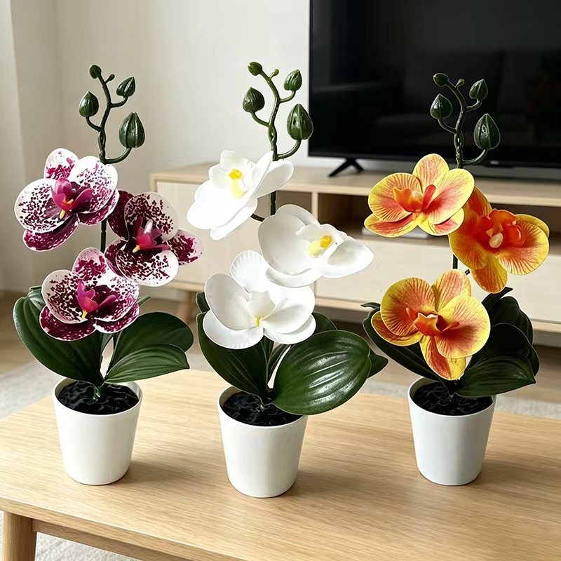 Orchid Phalaenopsis - กล้วยไม้ผีเสื้อขนาดเล็กในกระถางพร้อมดอกไม้ 3 ดอก, กระถางฝาสีดำ, ของตกแต่งต้นไม้สีเขียว, ตกแต่งห้องนอน