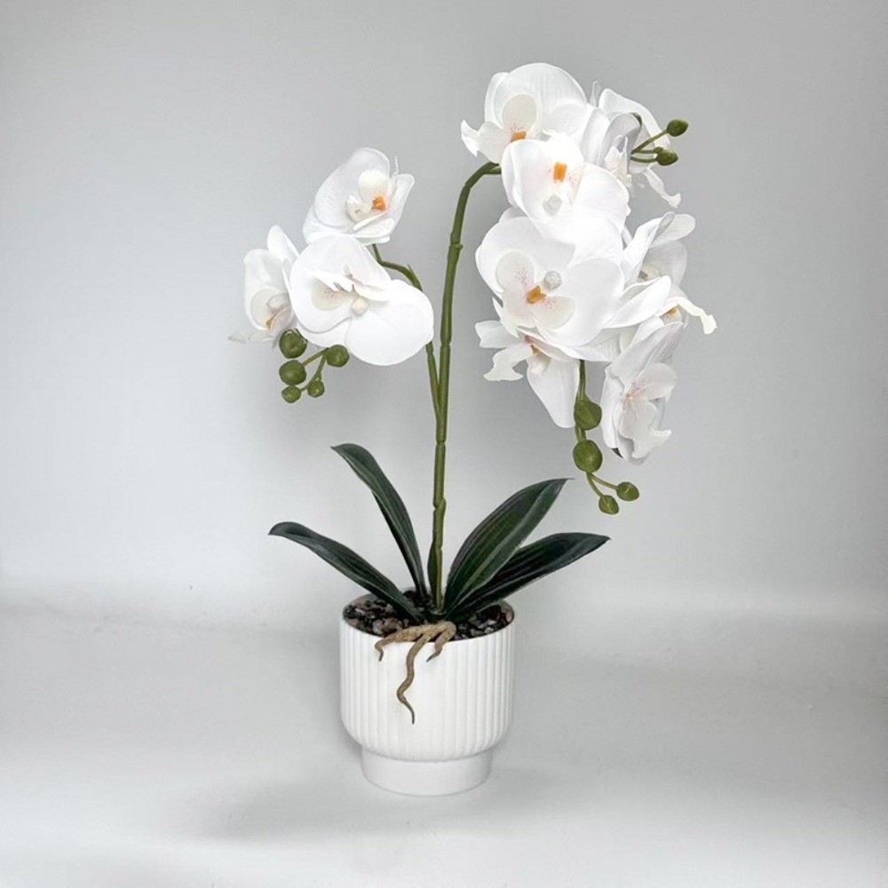 กล้วยไม้ผีเสื้อจำลองแบบหลายดอก - Orchid Phalaenopsis บทวิจารณ์และราคา