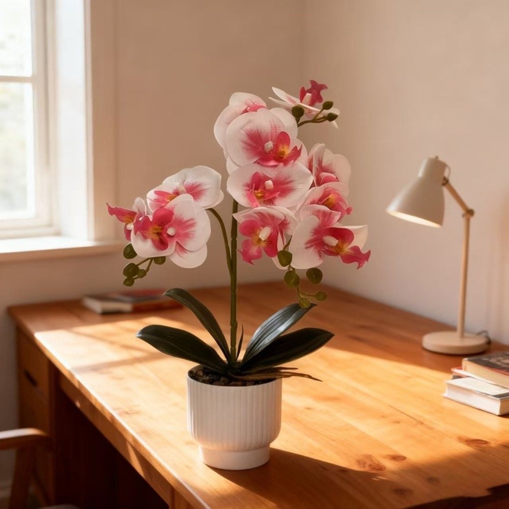 กล้วยไม้ผีเสื้อจำลองแบบหลายดอก - Orchid Phalaenopsis บทวิจารณ์และราคา