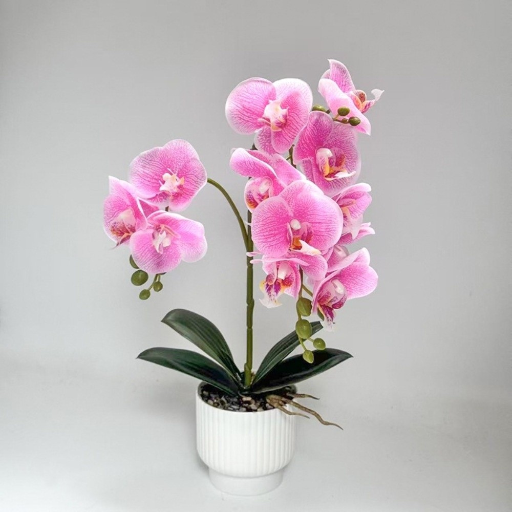กล้วยไม้ผีเสื้อจำลองแบบหลายดอก - Orchid Phalaenopsis บทวิจารณ์และราคา