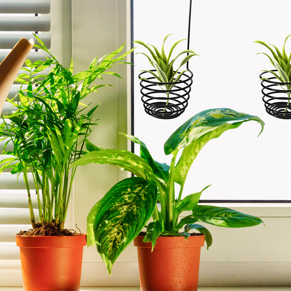 ตะขอแขวนต้นไม้แบบติดผนัง 3 ชิ้ - Air Plant Tillandsia บทวิจารณ์และราคา