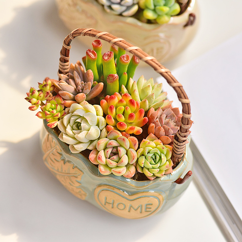 กระถางเซรามิกสไตล์นอร์ดิกสำหรั - Snake Plant Ceramic บทวิจารณ์และราคา