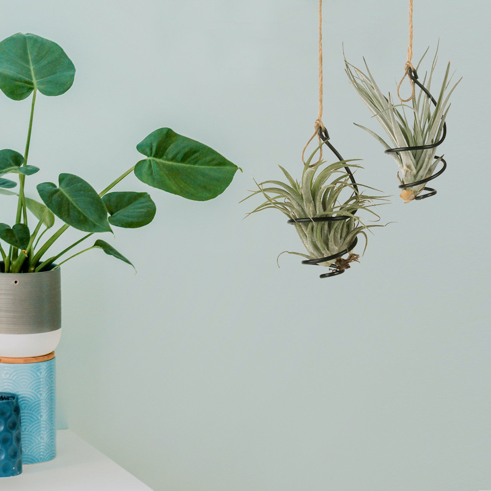 ชุด 12 ชิ้น ที่วางต้นไม้แบบปรั - Air Plant Tillandsia บทวิจารณ์และราคา