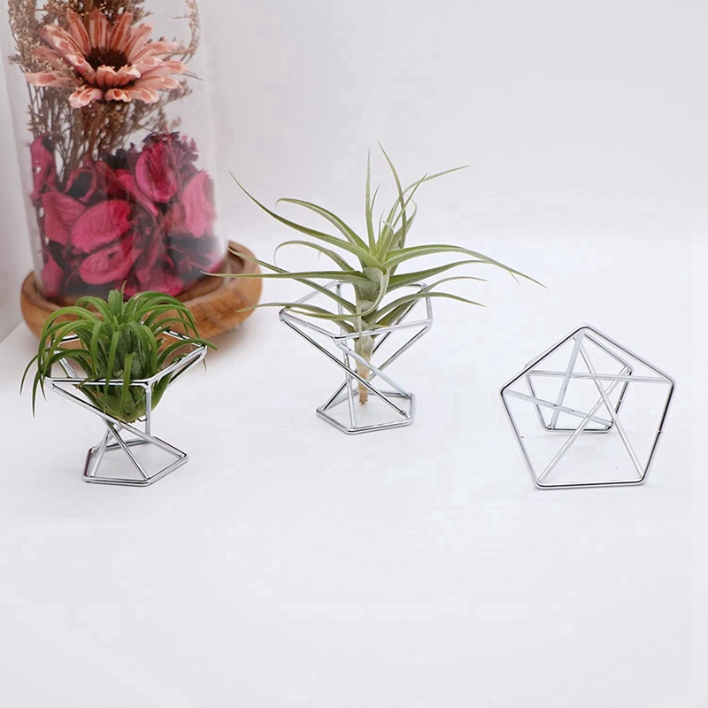 ชุด 5 ชิ้น ที่วางต้นไม้อากาศ ท - Air Plant Tillandsia บทวิจารณ์และราคา