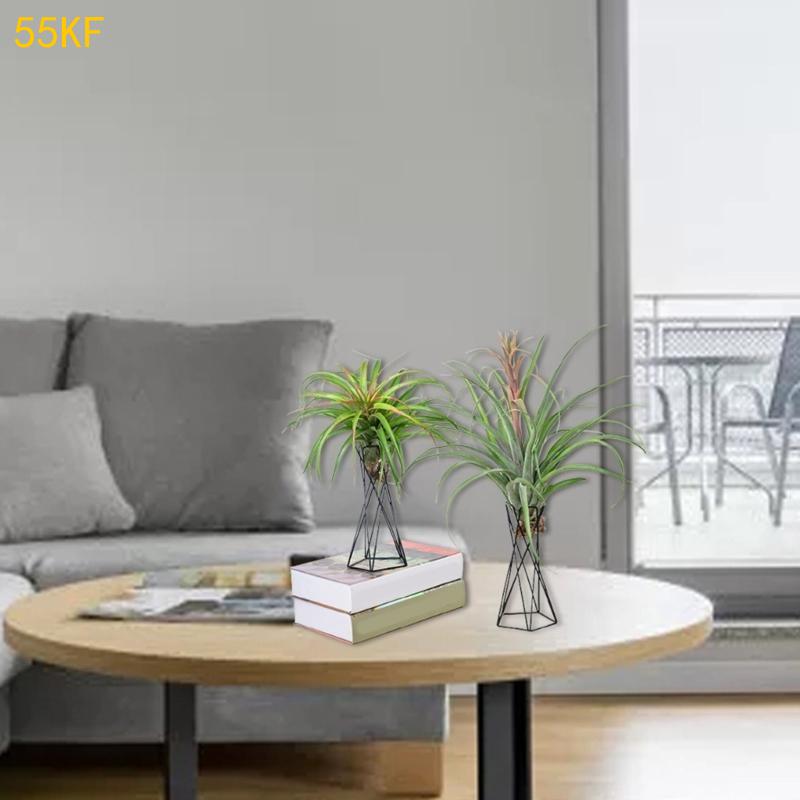 55kF Nordic Air Plant Holder M - Air Plant Tillandsia บทวิจารณ์และราคา