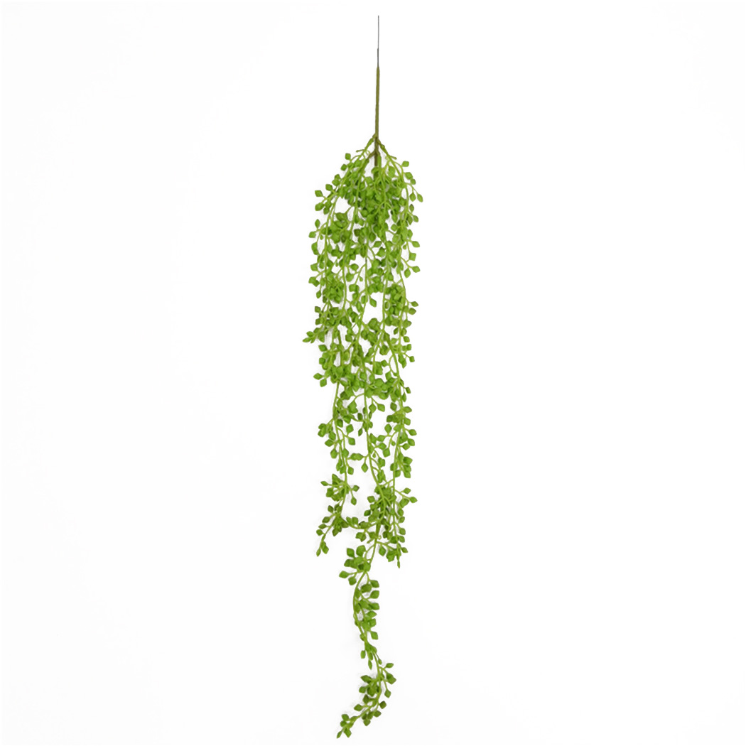 ประดิษฐ์ Vines แขวนผนังหวายใบส - String Of Pearls Plant บทวิจารณ์และราคา