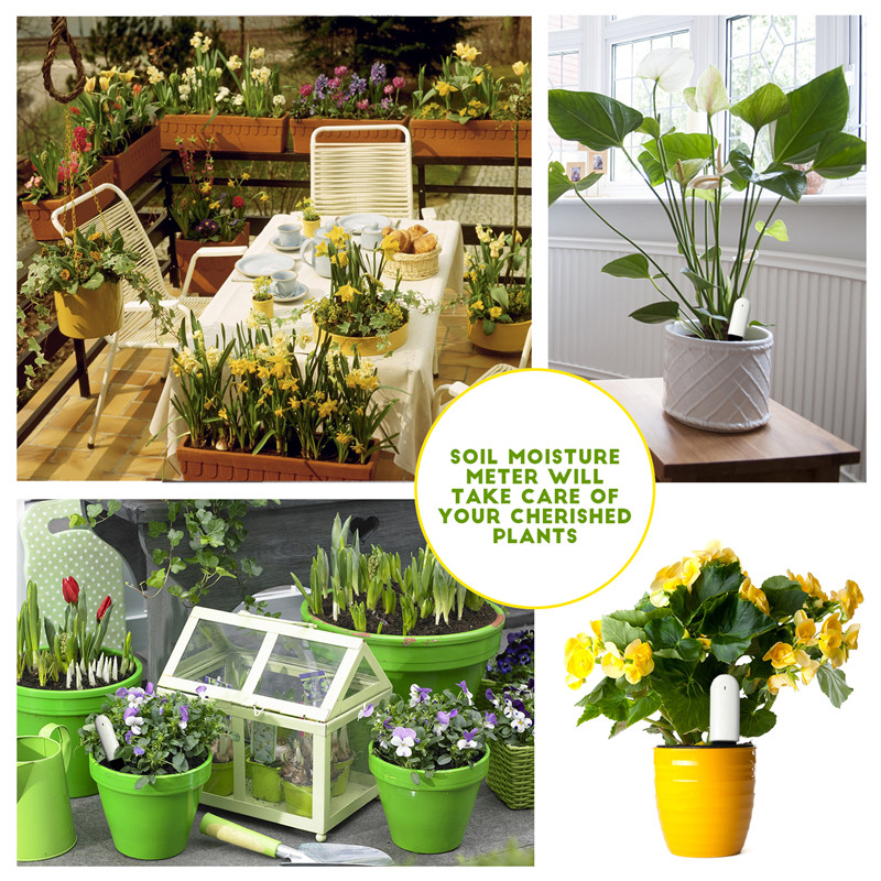 HHCC Xiaomi Flower Care สมาร์ท - Plant Parent App บทวิจารณ์และราคา