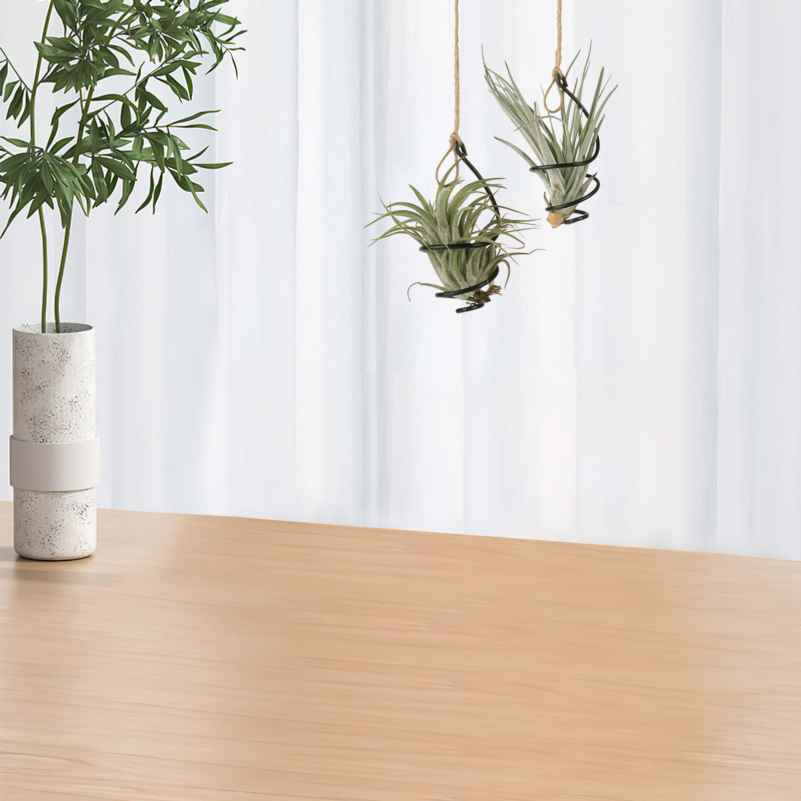 ชุด 12 ชิ้น ที่วางต้นไม้แบบแขว - Air Plant Tillandsia บทวิจารณ์และราคา